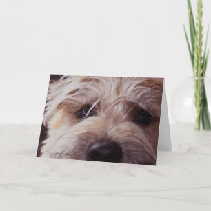 Cartão Puppy face close up card