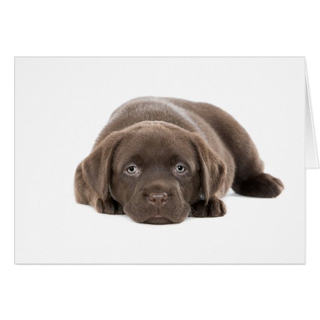 Cartão Puppy Labrador Ultra Cute (Frente Horizontal)