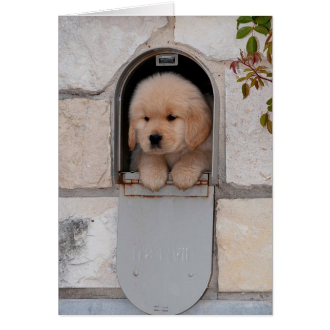 Cartão Puppy Mail (Frente)