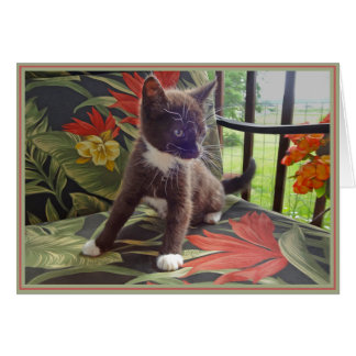 Cartão PUPs Nota Gatinhos 4