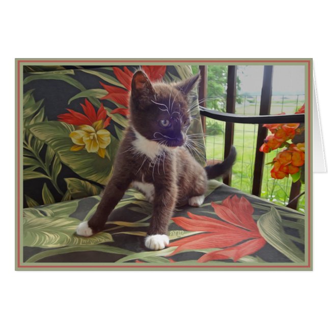 Cartão PUPs Nota Gatinhos 4 (Frente Horizontal)