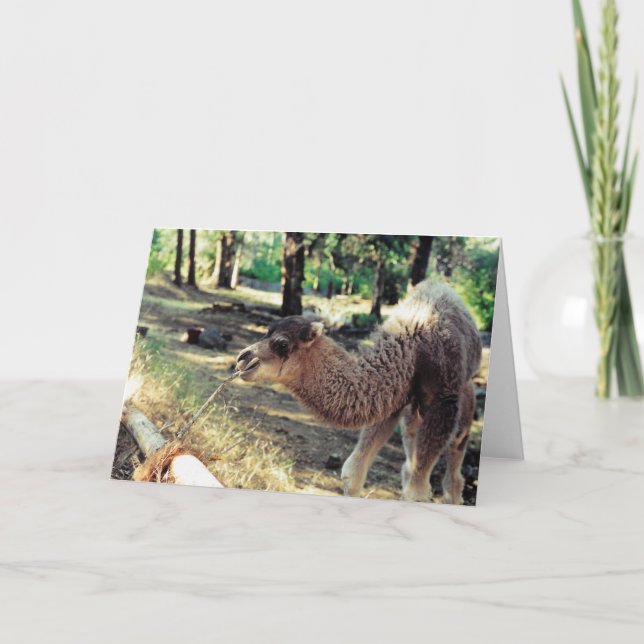 Cartão Purnimama (Frente)