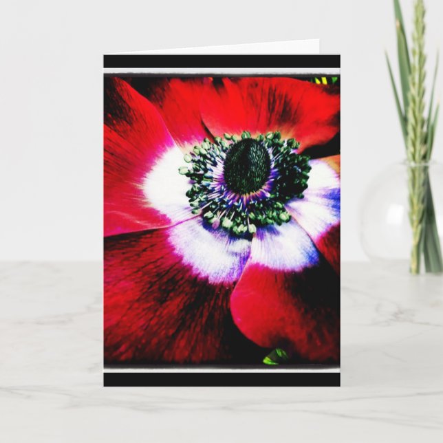 Cartão Purple and Red Anemone Blank Greeting Card (Frente)
