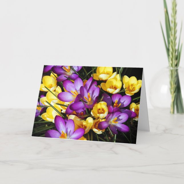 Cartão Purple and yellow crocus flowers greeting card (Frente)
