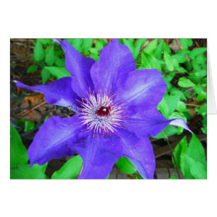 Cartão Purple Clematis Flower