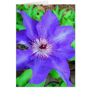 Cartão Purple Clematis Flower