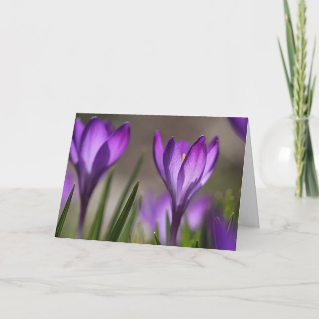 Cartão Purple crocus card (Frente)