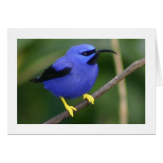 Cartão Purple Honeycreeper