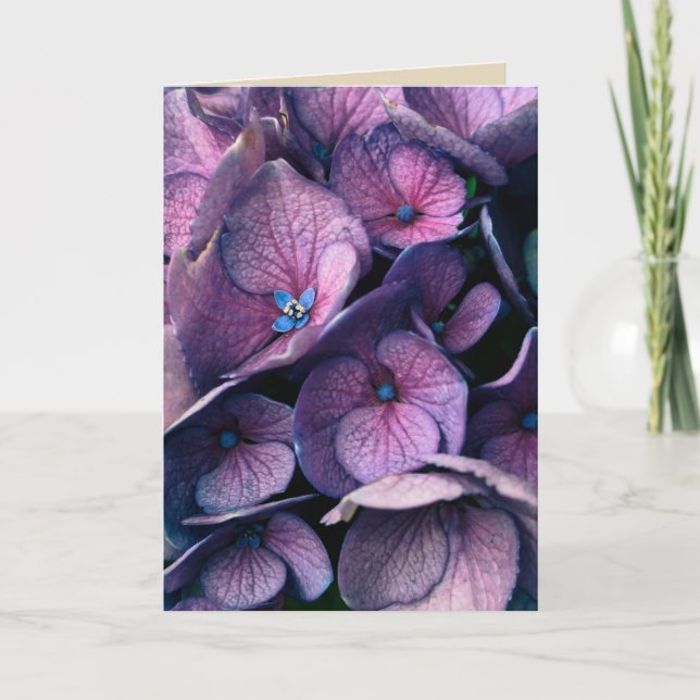 Cartão Purple Hydrangea Blank Greeting Card (Frente)