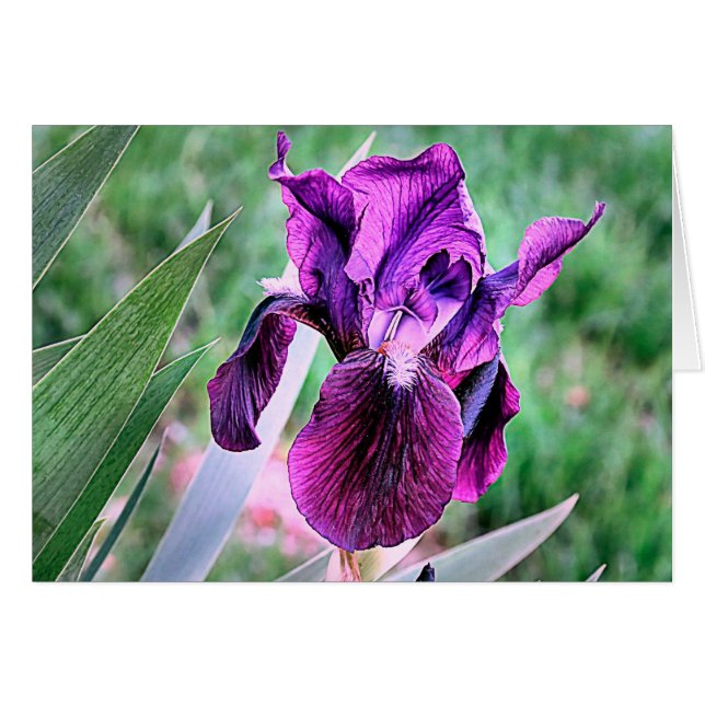 Cartão Purple Iris (Frente Horizontal)