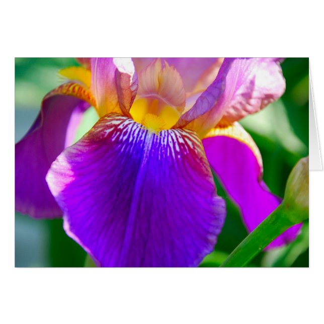 Cartão Purple Iris (Frente Horizontal)