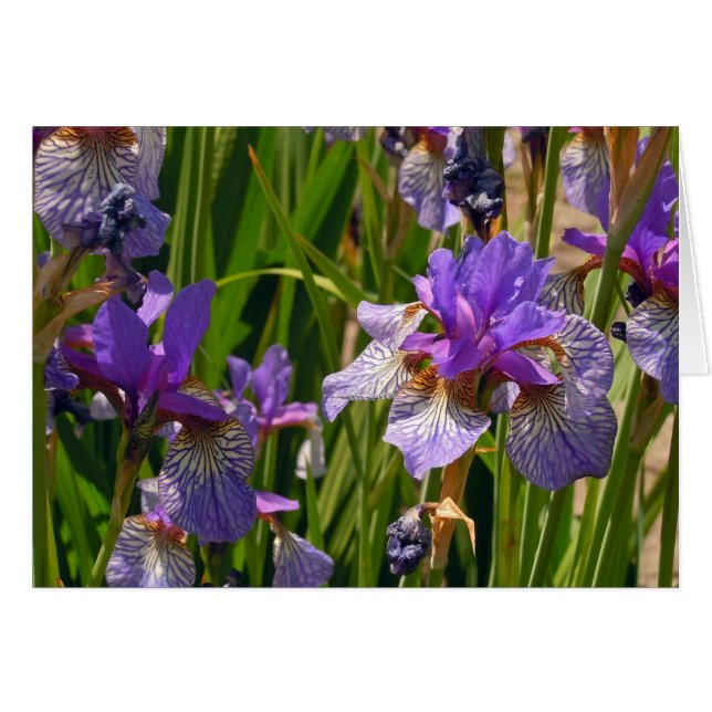 Cartão Purple Iris (Frente Horizontal)