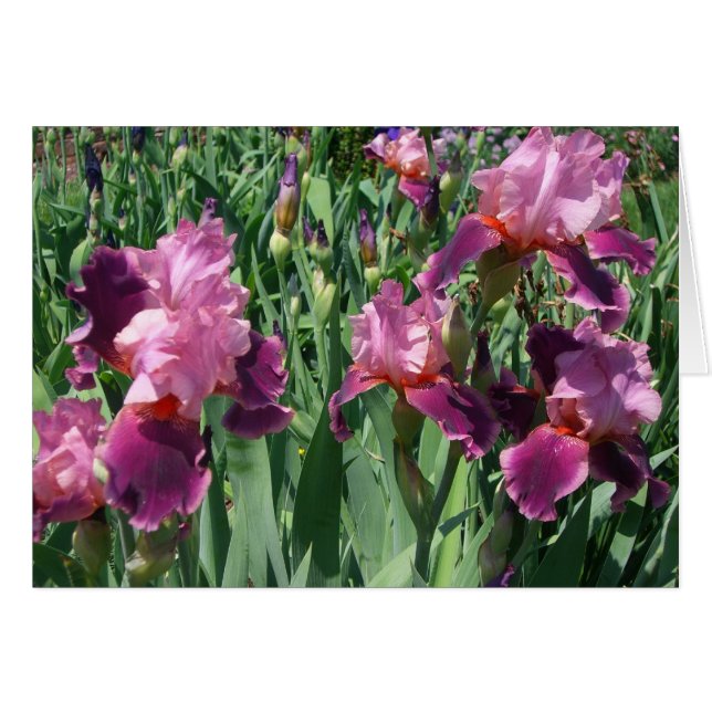 Cartão Purple Irises Primavera Floral (Frente Horizontal)