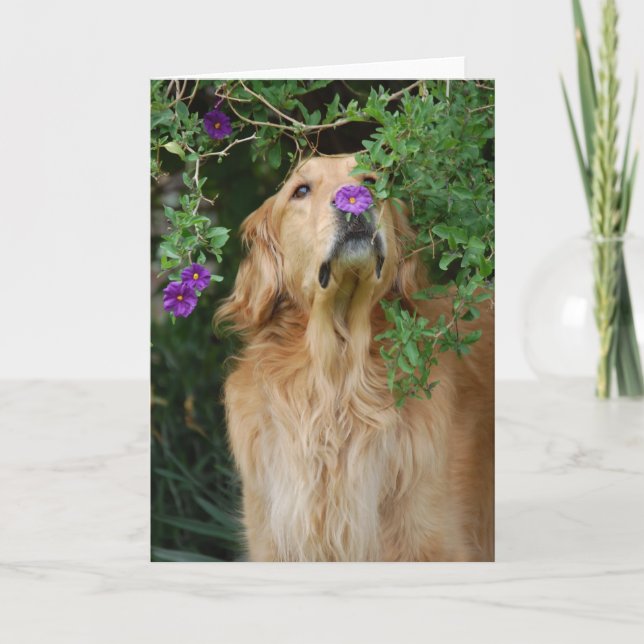 Cartão Purple Nose (Frente)