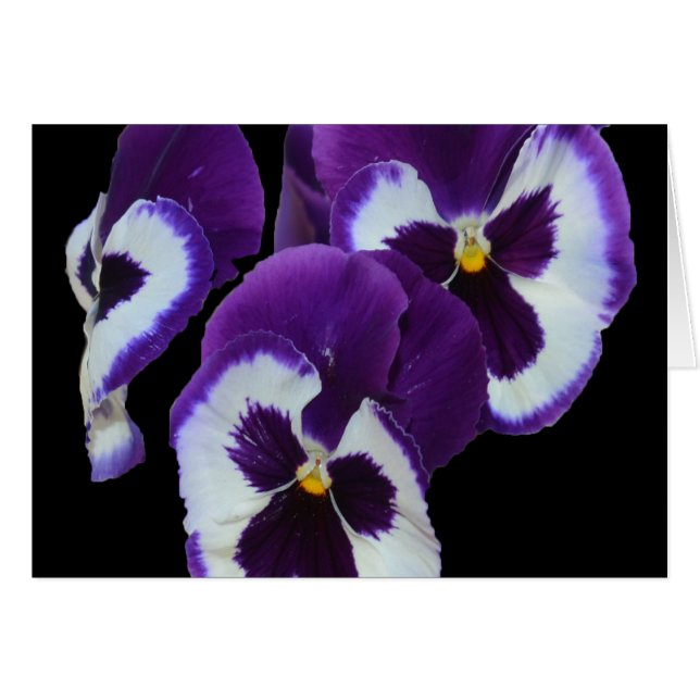 Cartão Purple_Pansy_Posy,_ (Frente Horizontal)