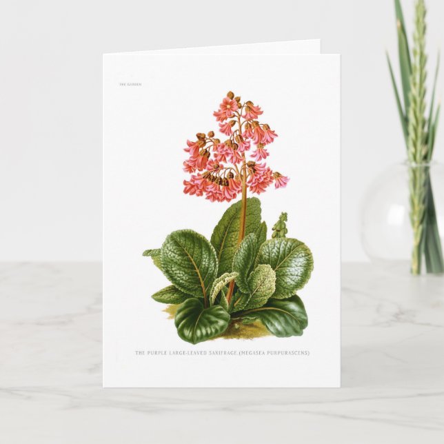 Cartão Purple Saxifrage (Frente)
