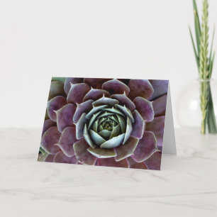 Cartão Purple Succulent Close-Up