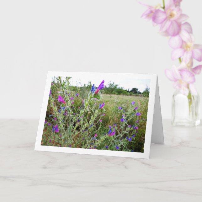 Cartão Purple Viper's-bugloss, Echium Plant (Orquídea)