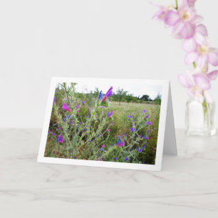 Cartão Purple Viper's-bugloss, Echium Plant