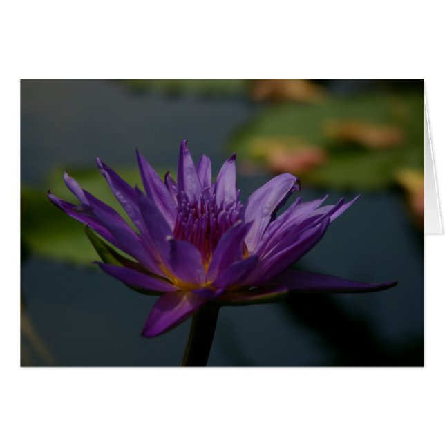 Cartão Purple Waterlily (Frente Horizontal)