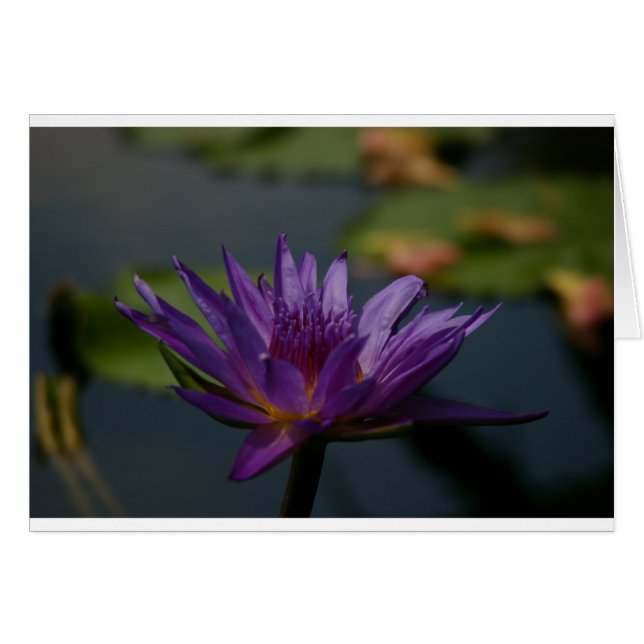 Cartão Purple Waterlily (Frente Horizontal)