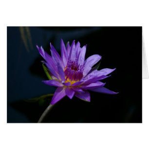 Cartão Purple Waterlily Lotus