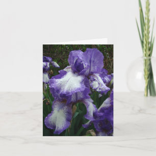 Cartão Purple & White Iris, Special Birthday