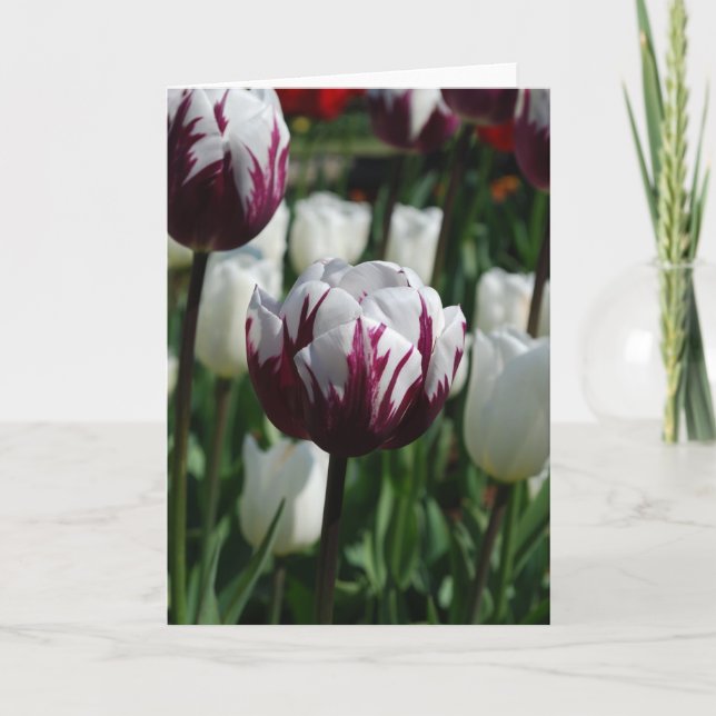 Cartão Purple & White Tulip Greeting Card (Frente)