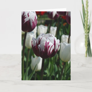 Cartão Purple & White Tulip Greeting Card