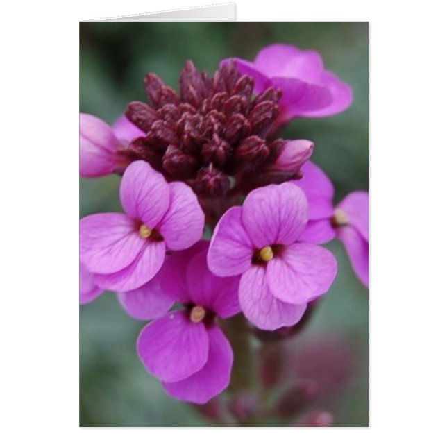 Cartão púrpura (Frente)