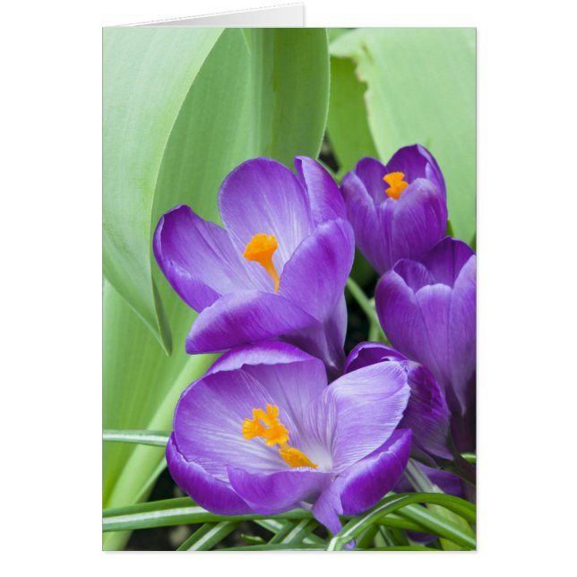 Cartão Púrpura Crocus Blooms em Jardim (Frente)