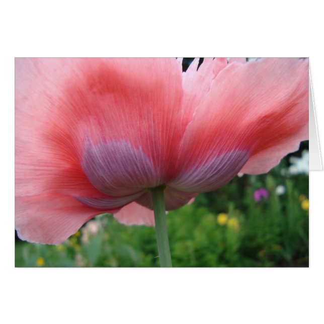 Cartão Púrpura e rosa (Frente horizontal)