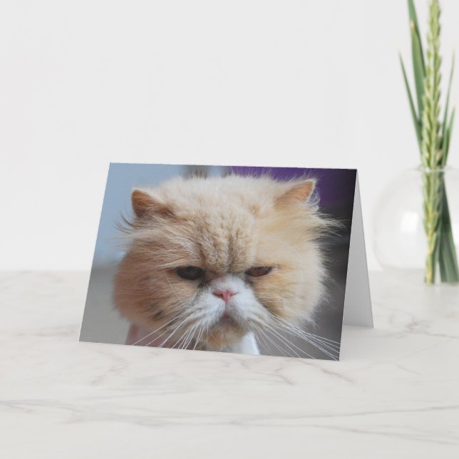 Cartão Purr-fect Persian Cat Greeting Card (Frente)