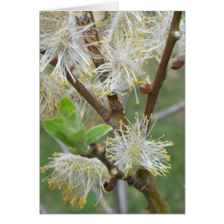 Cartão Pussy-willows