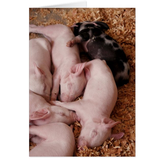Cartão Puyallup Fair Piglets (Frente)