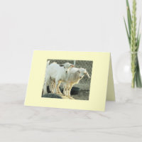 Pygmy Goat Twins