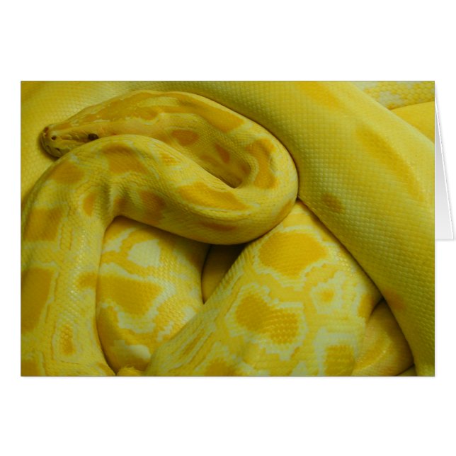 Cartão Python Amarelo birmanês (Frente horizontal)