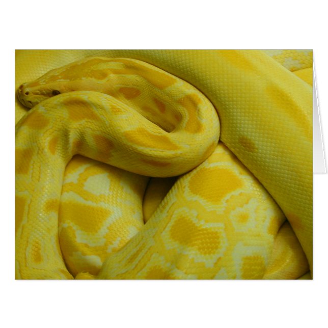 Cartão Python Amarelo birmanês (Frente horizontal)