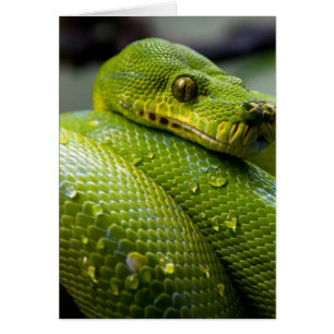 Cartão Python Cobra