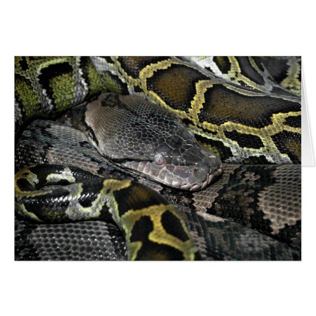 Cartão Python molurus bivittatus (Frente Horizontal)