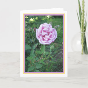 Cartão Quadro Dourado de Fotografia Rosa púrpura rosa-ro