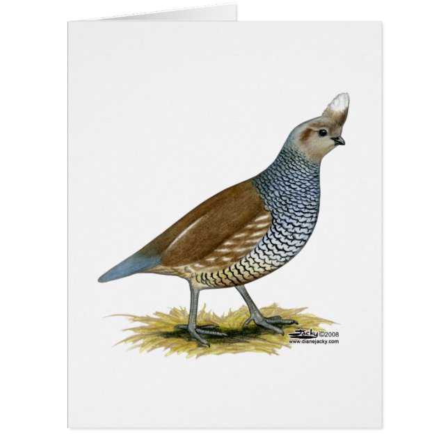 Cartão Quail escalável (Frente)