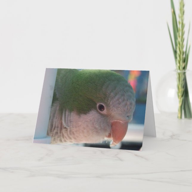 Cartão Quaker Parakeet Greeting Card (Frente)