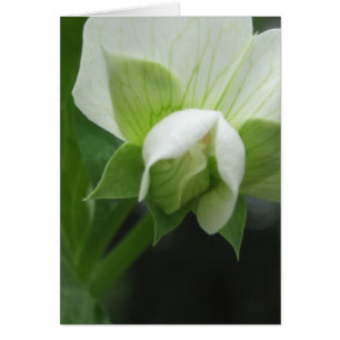 Cartão Qualquer Fotografia de Macro Floral de Ocasião