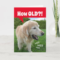 Quantos anos? Aniversário do Ouro Retriever Cachor