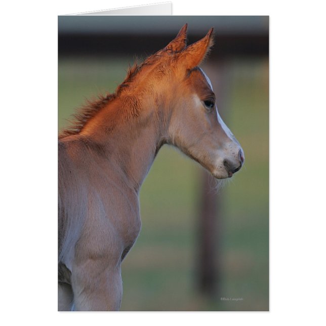 Cartão Quarter Horse Foal (Frente)