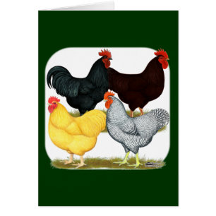 Cartão Quarteto de galinha com galinha pesada