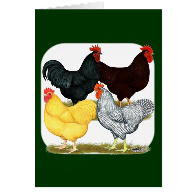 Cartão Quarteto de galinha com galinha pesada (Frente)