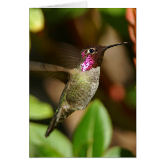 Cartão quase - colibri
