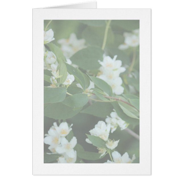 Cartão Quatro dólares (Frente)